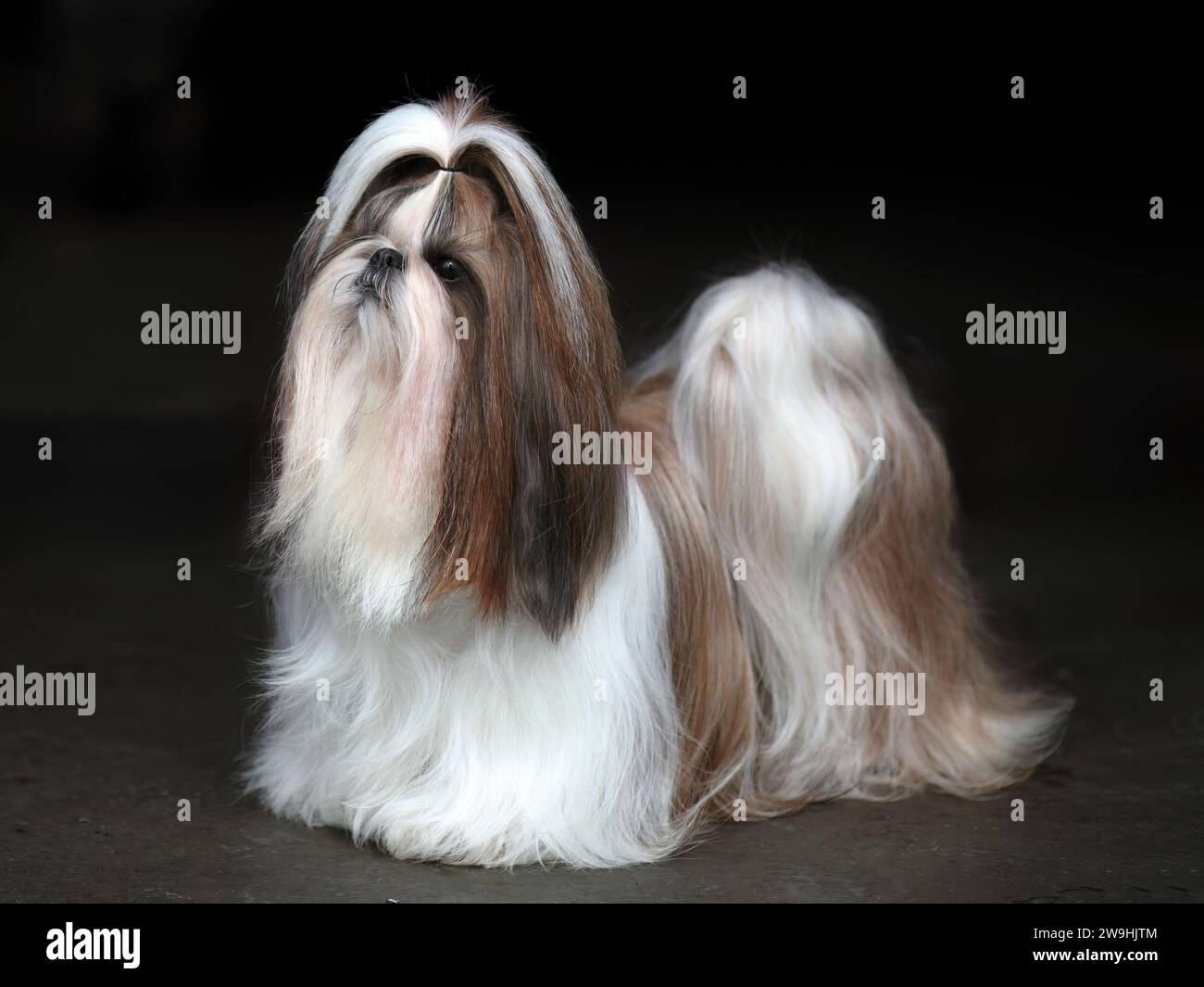 Chien Shih Tzu aux cheveux longs debout, fond sombre Banque D'Images
