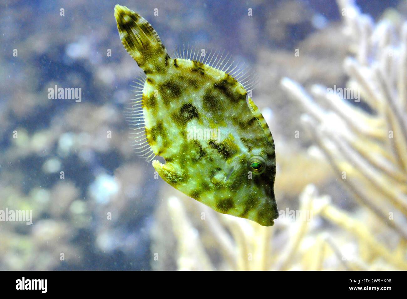 Le corégone à queue de poil (Acreichthys tomentosus) est un poisson marin tropical originaire de l'océan Indo-Pacifique. Banque D'Images