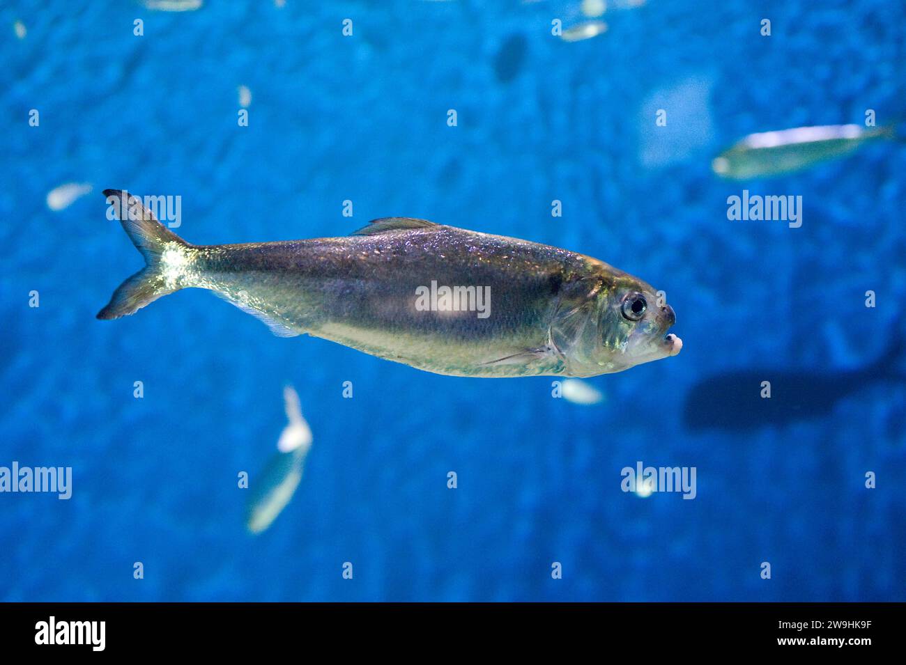 Allis Shad (Alosa alosa) est un poisson marin originaire de la mer Méditerranée et de l'est de l'océan Atlantique de l'Europe et de l'Afrique du Nord. Est anadrome (monter Banque D'Images