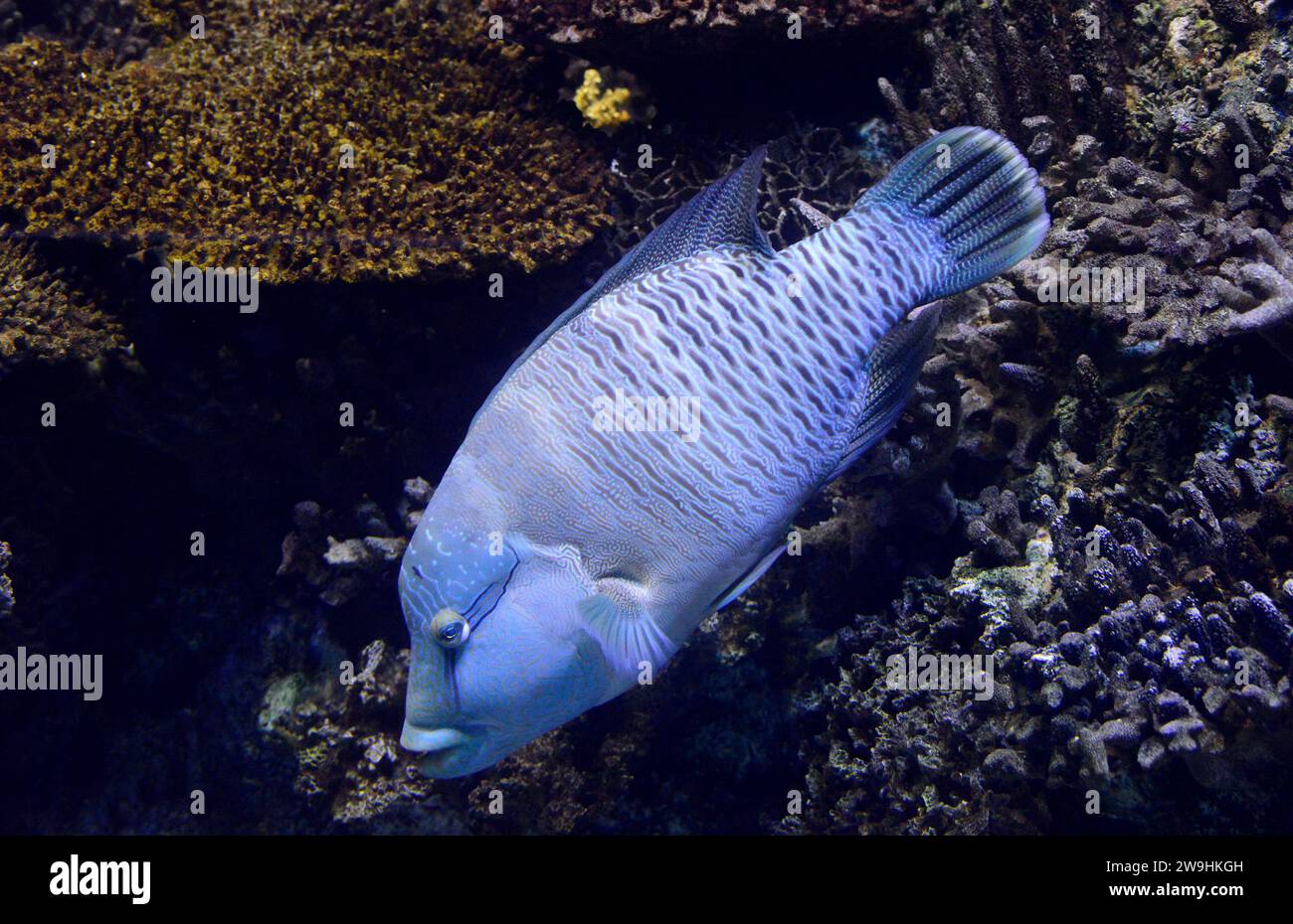 Le poisson Napoléon (Cheilinus undulatus) est un poisson marin originaire de l'océan Indo-Pacifique tropical. Banque D'Images