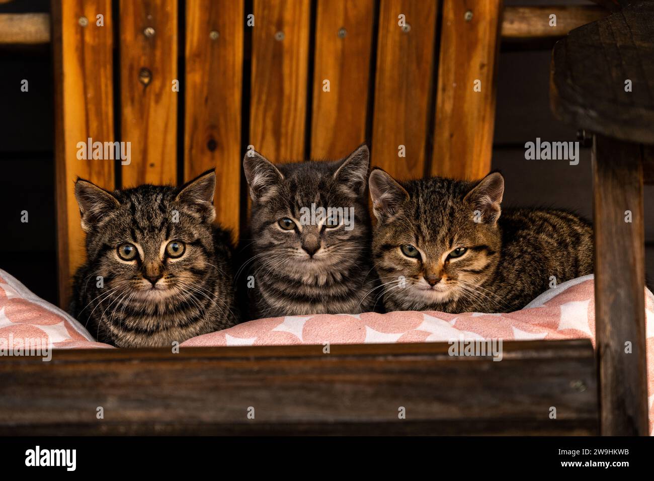 Trois chatons sauvages se blottissant dans la chaise Muskoka sur le porche avant après avoir mangé le petit déjeuner Banque D'Images