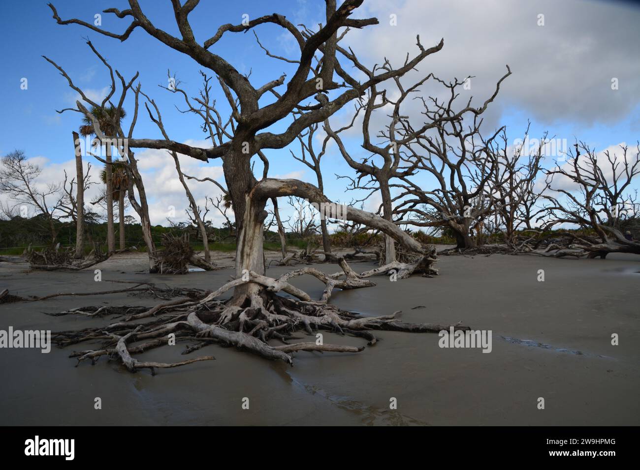 Arbres morts de 300 ans sur Driftwood Beach, Jekyll Island, Géorgie USA Banque D'Images