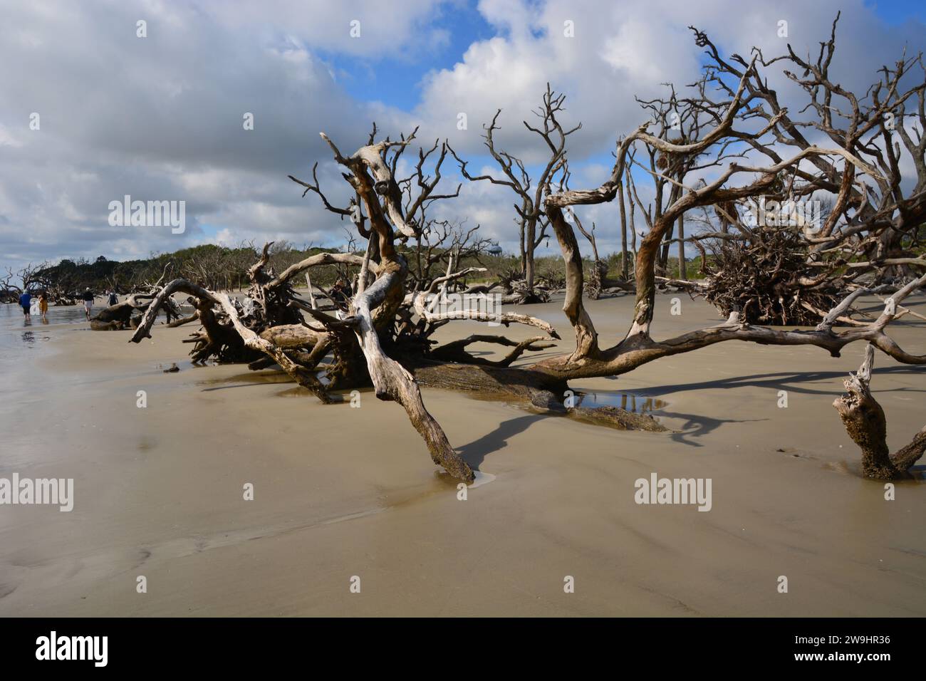Arbres morts de 300 ans sur Driftwood Beach, Jekyll Island, Géorgie USA Banque D'Images