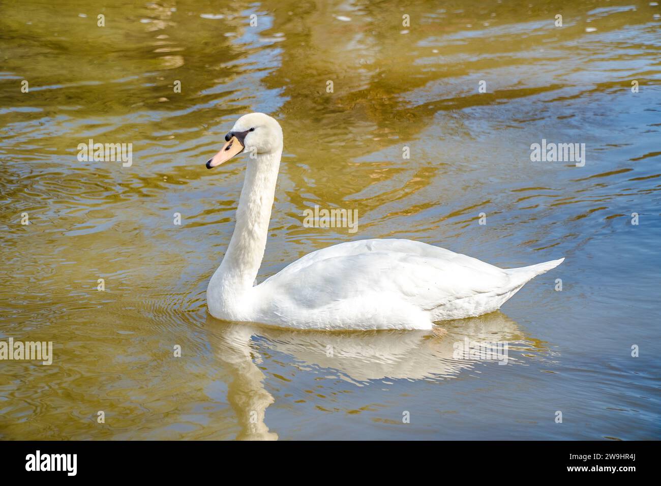 White Swan nager dans la rivière Lahn en Hesse Allemagne Banque D'Images