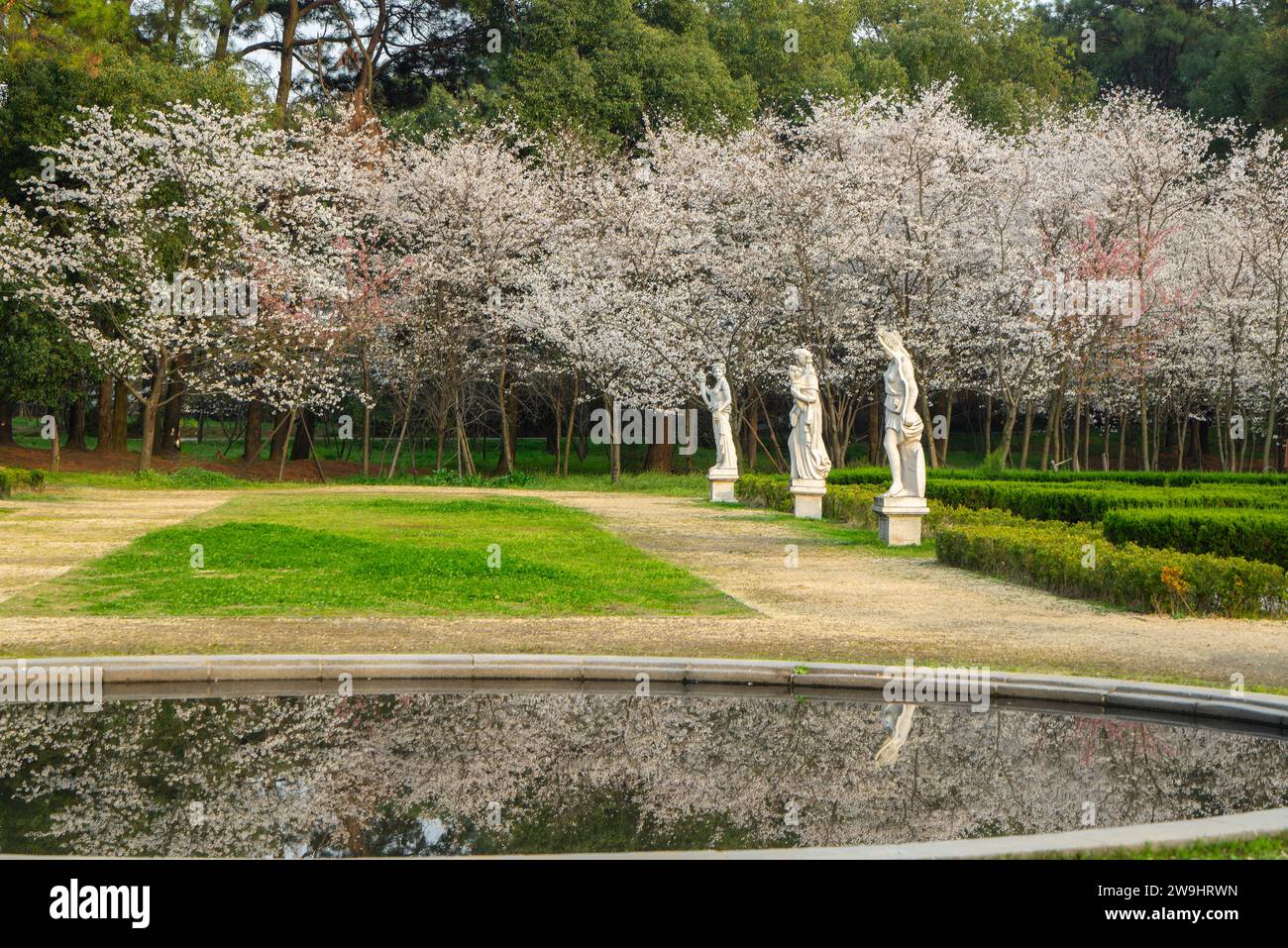 Il y a beaucoup d'arbres avec des fleurs de cerisier blanc qui fleurissent sur le vert. East Lake Cherry Blossom Garden est un endroit populaire pour l'observation des fleurs, Wuhan. Banque D'Images