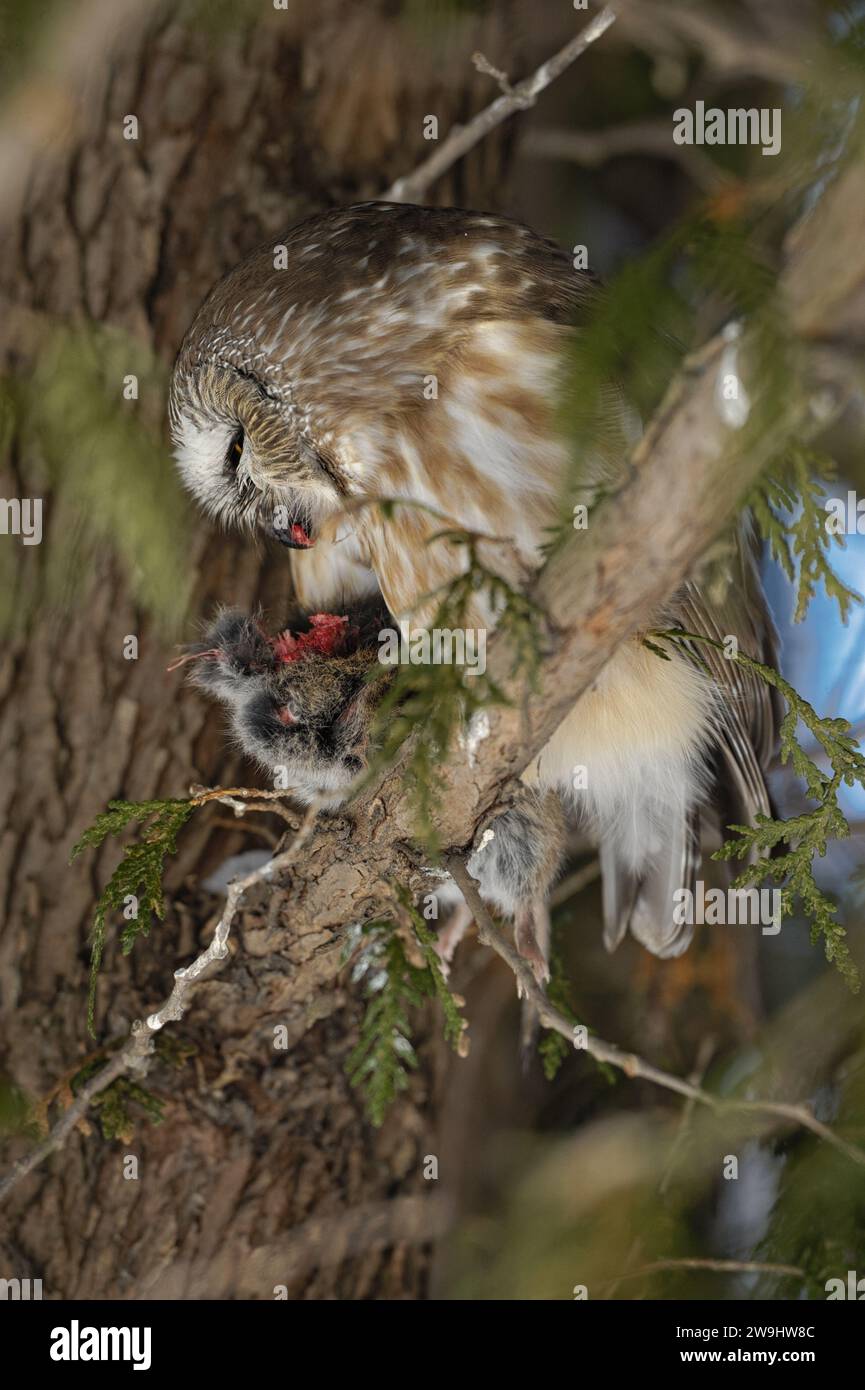 Scie-whet du Nord mangeant un lemming d'une branche d'arbre Banque D'Images