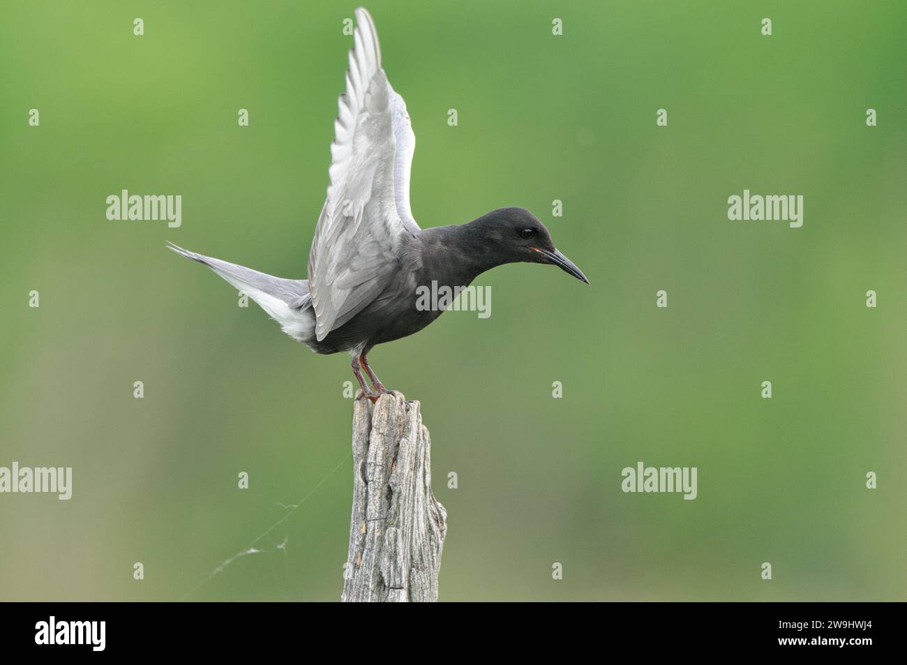 Sterne noire avec ailes ouvertes sur un piquet Banque D'Images