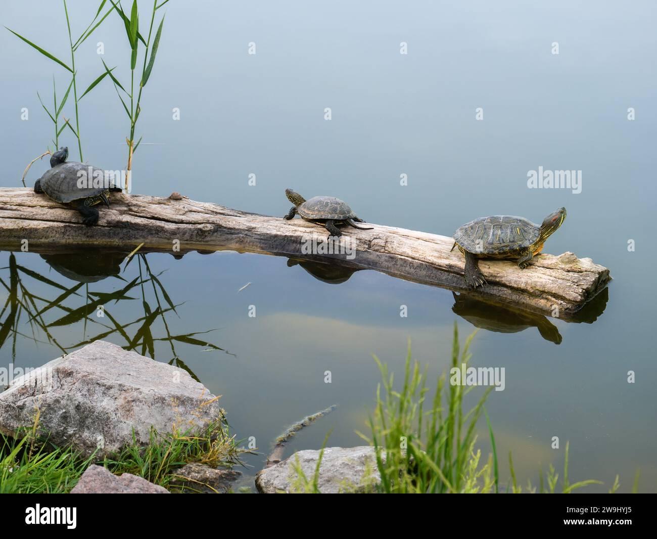 Trois tortues à oreilles rouges (glisseur à oreilles rouges ou terrapin à oreilles rouges (Trachemys scripta elegans)) sont assises sur la même bûche qui flotte dans le lac Banque D'Images