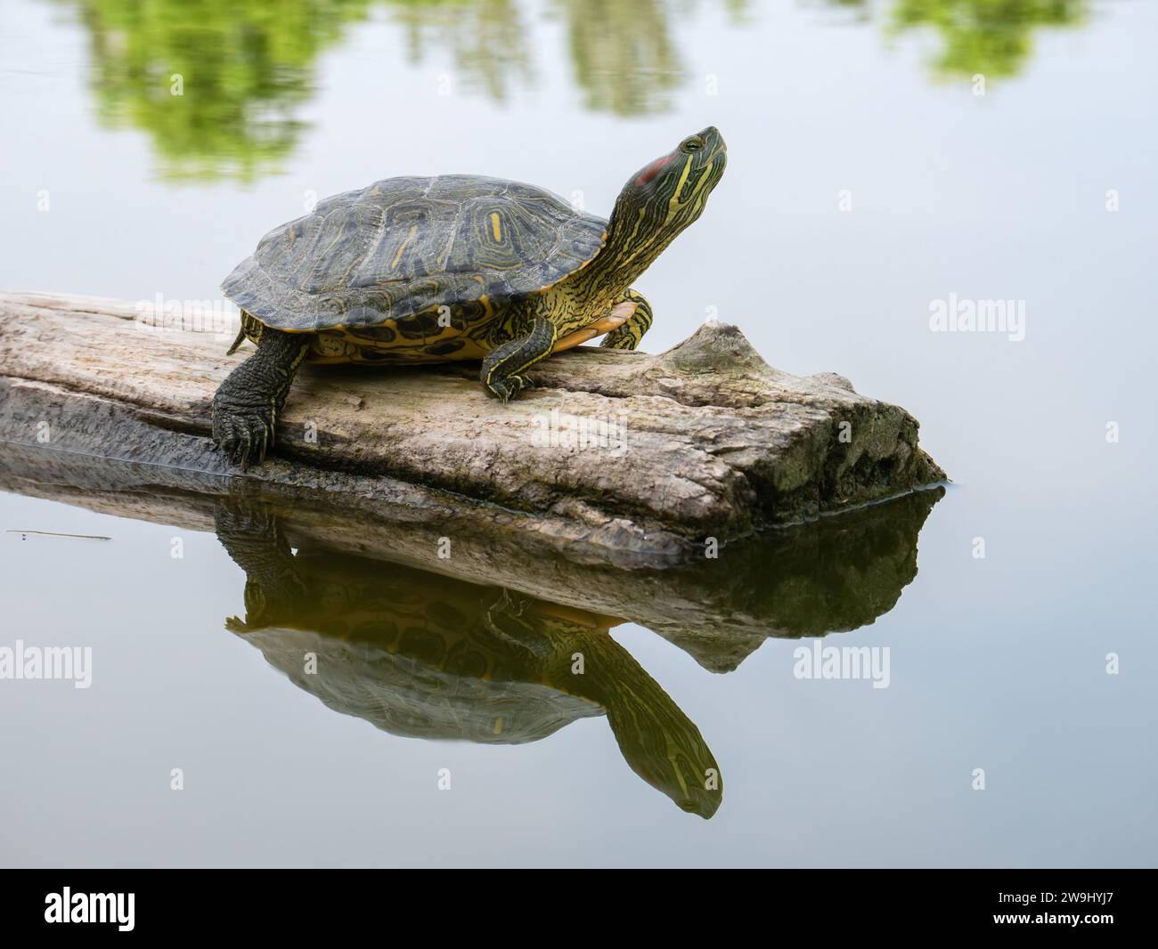 Une tortue à oreilles rouges (glisseuse à oreilles rouges ou terrapin à oreilles rouges (Trachemys scripta elegans)) au cou tendu repose sur une bûche flottant dans un lac Banque D'Images