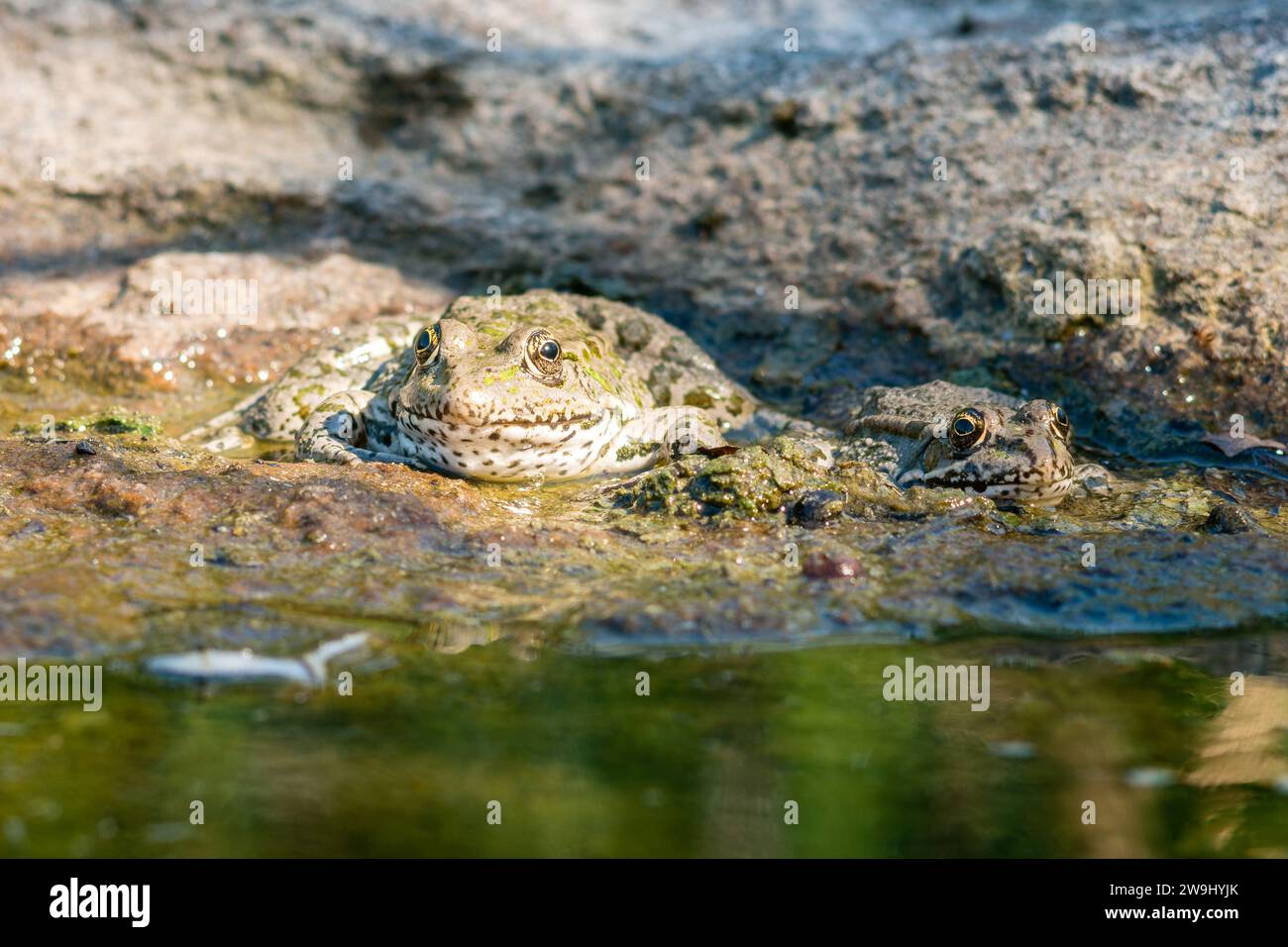 Deux grenouilles sont cachées dans la boue sur le rivage d'un étang Banque D'Images