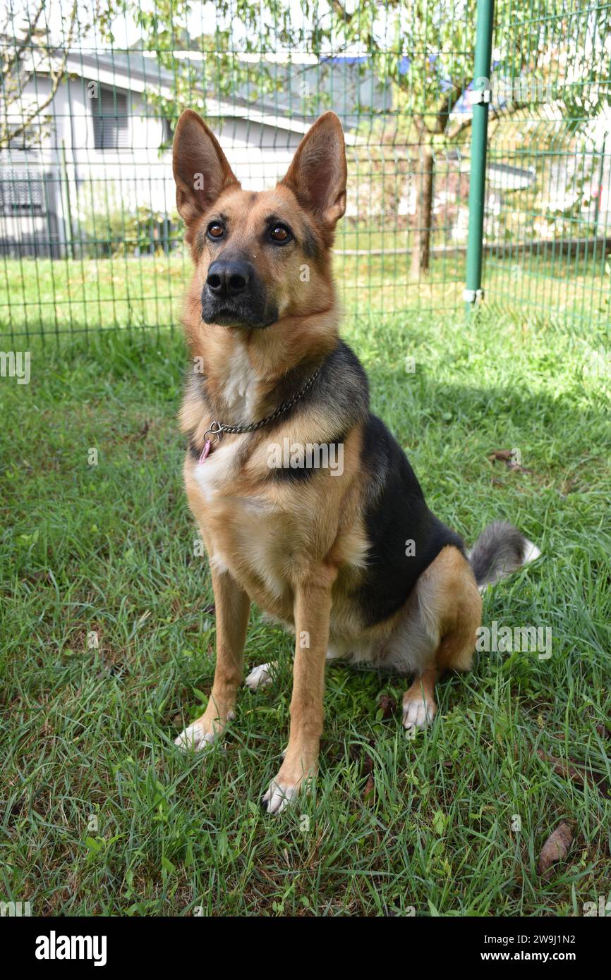 Portrais de chien d'un chien berger allemand Banque D'Images