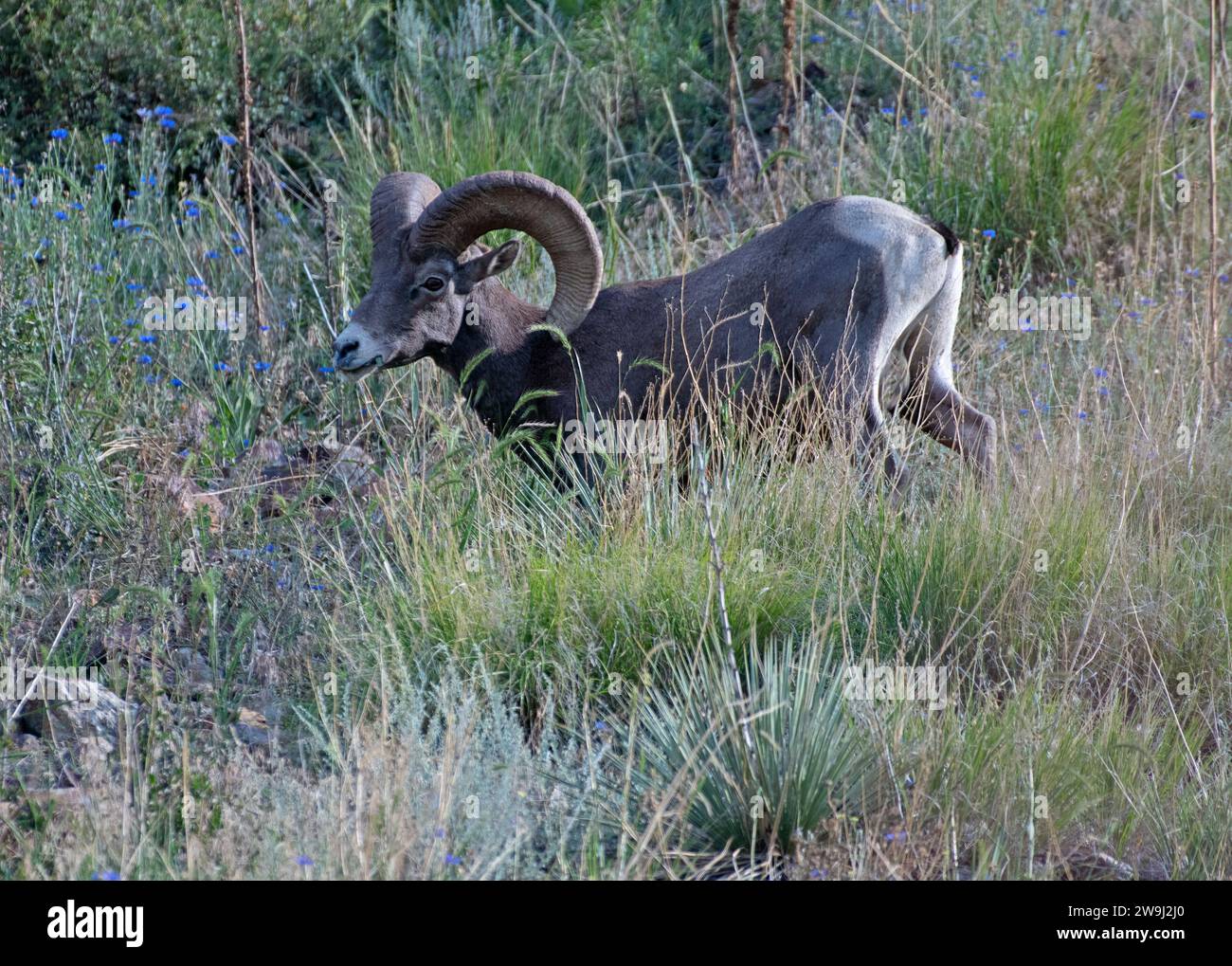 Bighorn RAM sur une colline Banque D'Images