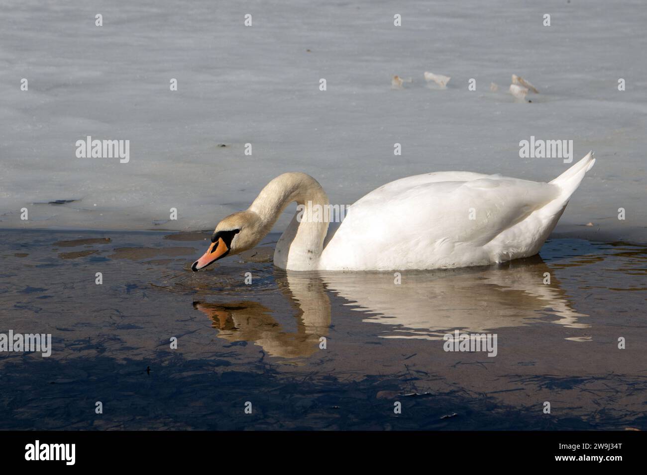 photo de la faune capture la beauté sereine d'un cygne nageant gracieusement sur un lac tranquille. Le reflet de l'oiseau ajoute au paysage pittoresque, s Banque D'Images