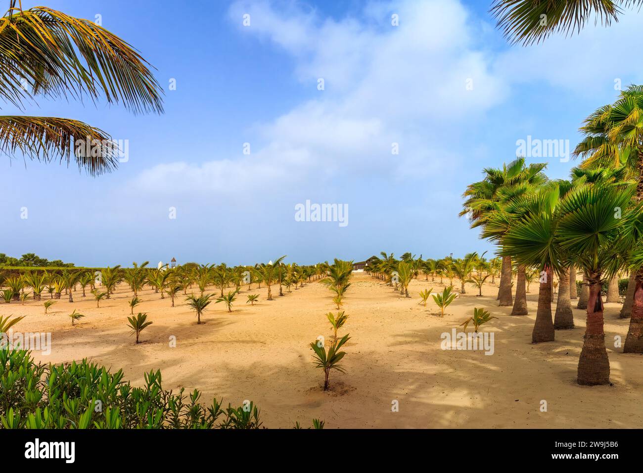 Une oasis tropicale avec des palmiers luxuriants dans le terrain désertique de Boa Vista, au Cap-Vert, mettant en valeur la beauté unique de l'île. Photo de haute qualité Banque D'Images