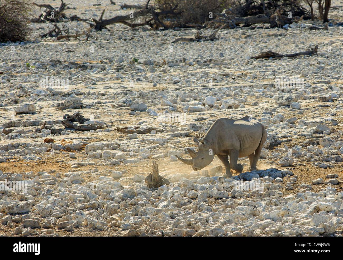 Un rare Black Rhino marchant à travers le terrain rocheux aride et sec vers un point d'eau en Namibie. Ceux-ci sont gravement menacés en raison du braconnage. Etosha, Banque D'Images