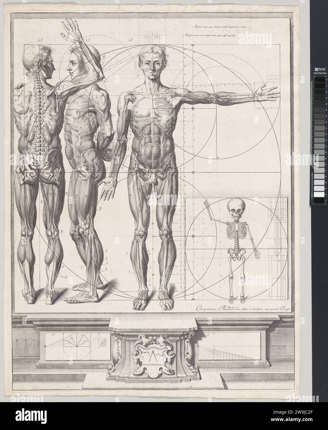 Plaque pour l'Atlas Anatomico (inédit) 2016 par Crisostomo Alejandrino Jose Martinez y Sorli Banque D'Images