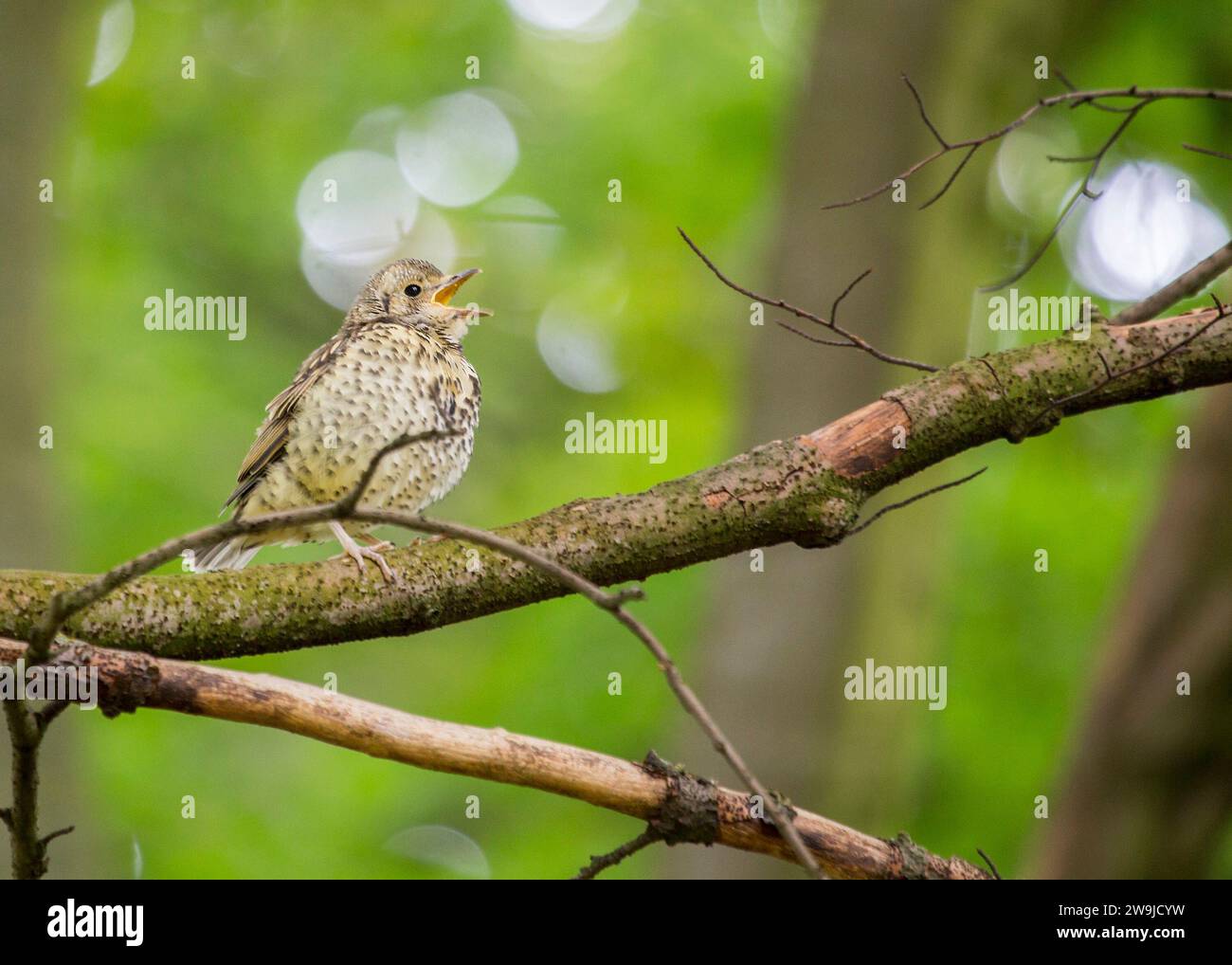 Song Thrush (Turdus philomelos) repéré en plein air à Dublin Banque D'Images