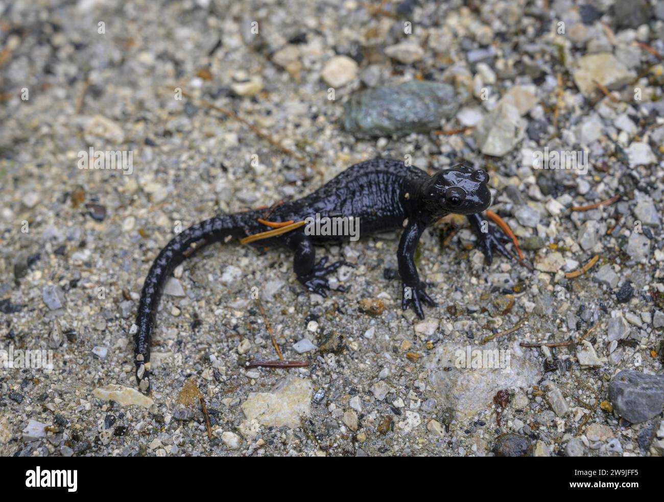 Salamandre alpine (Salamandra atra), Krems en Carinthie, Carinthie, Autriche Banque D'Images