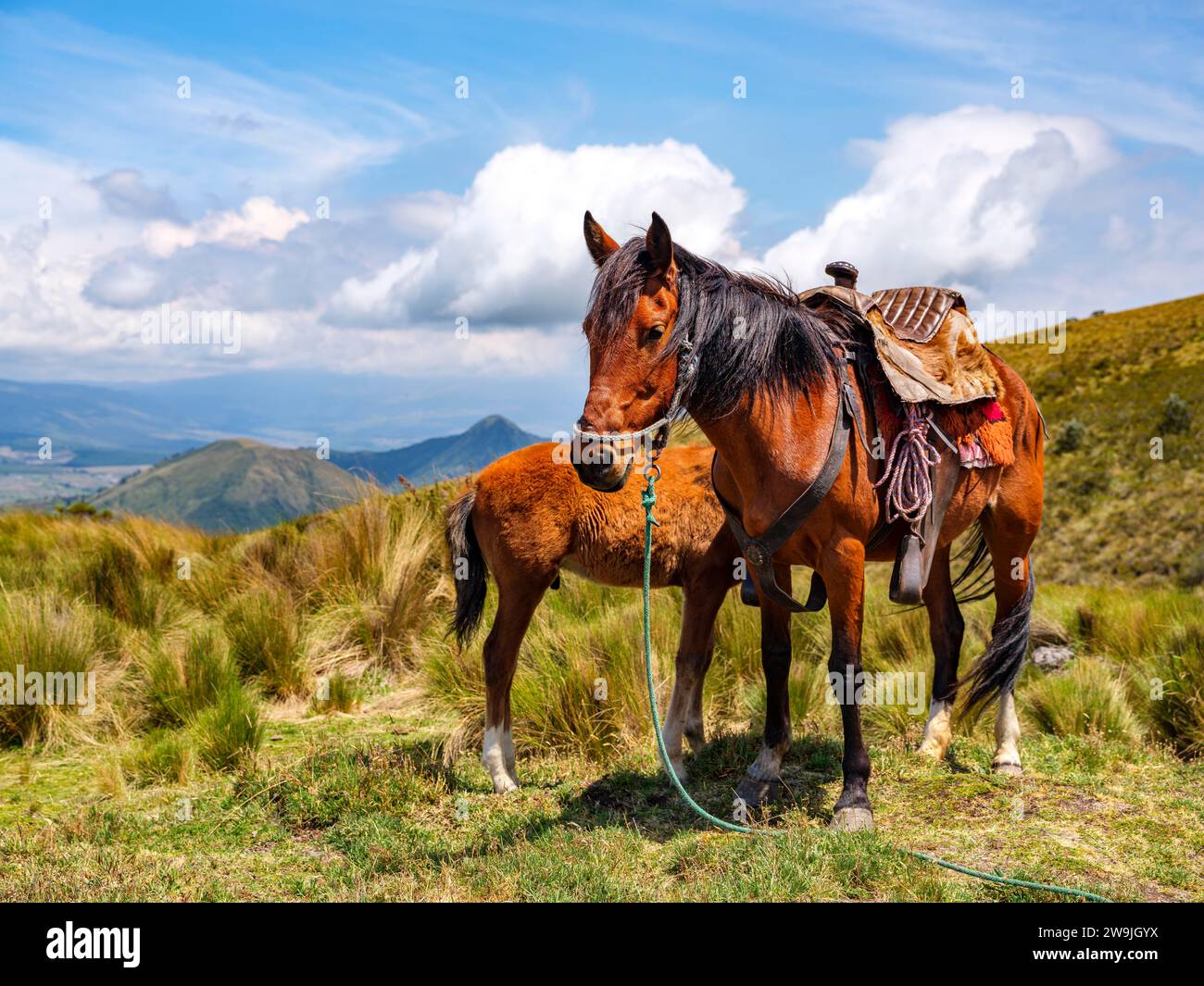 Cheval cargo avec poulain dans le paysage de Paramo, province de Pichincha, Équateur Banque D'Images