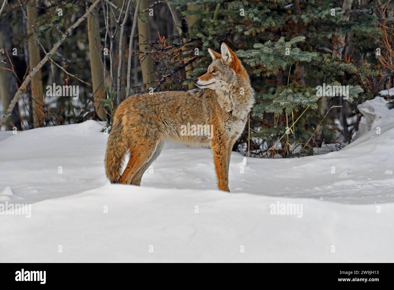 Coyote (Canis latrans), debout dans la neige, paysage hivernal, territoire du Yukon, Canada Banque D'Images