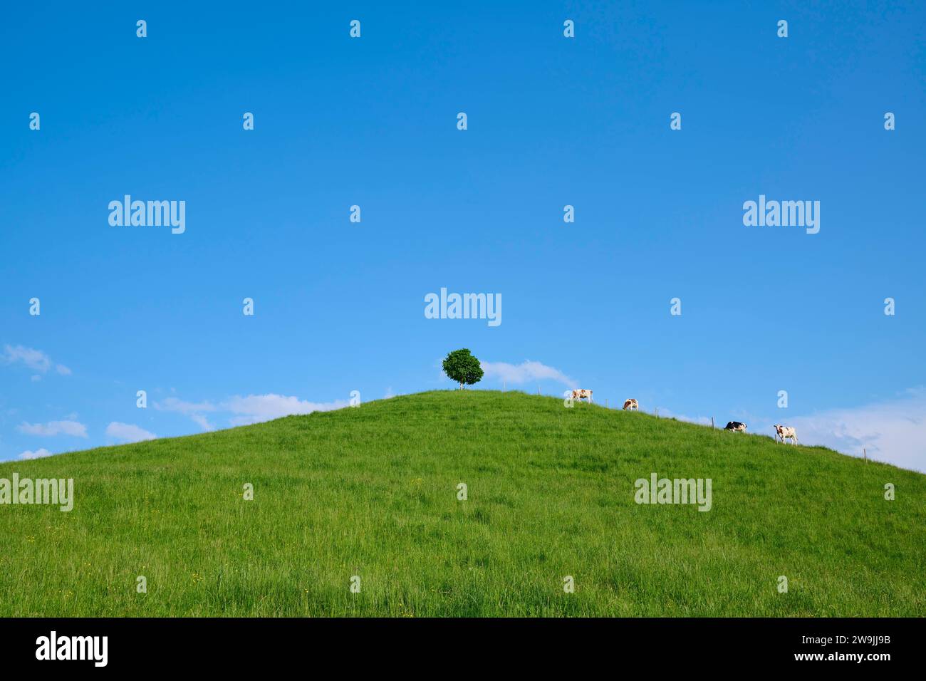 Vaches paissant sur une colline verte sous un seul tilleul par une journée ensoleillée avec ciel bleu, Burgistein, Thoune, Berne, Suisse, Europe Banque D'Images