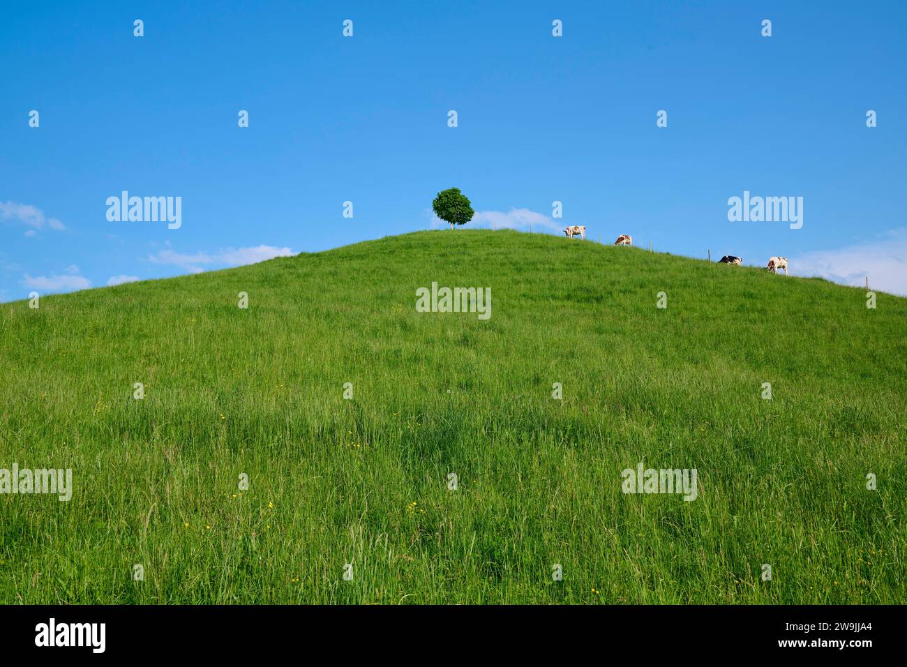 Vaches paissant sur une colline verte sous un seul tilleul par une journée ensoleillée avec ciel bleu, Burgistein, Thoune, Berne, Suisse Banque D'Images