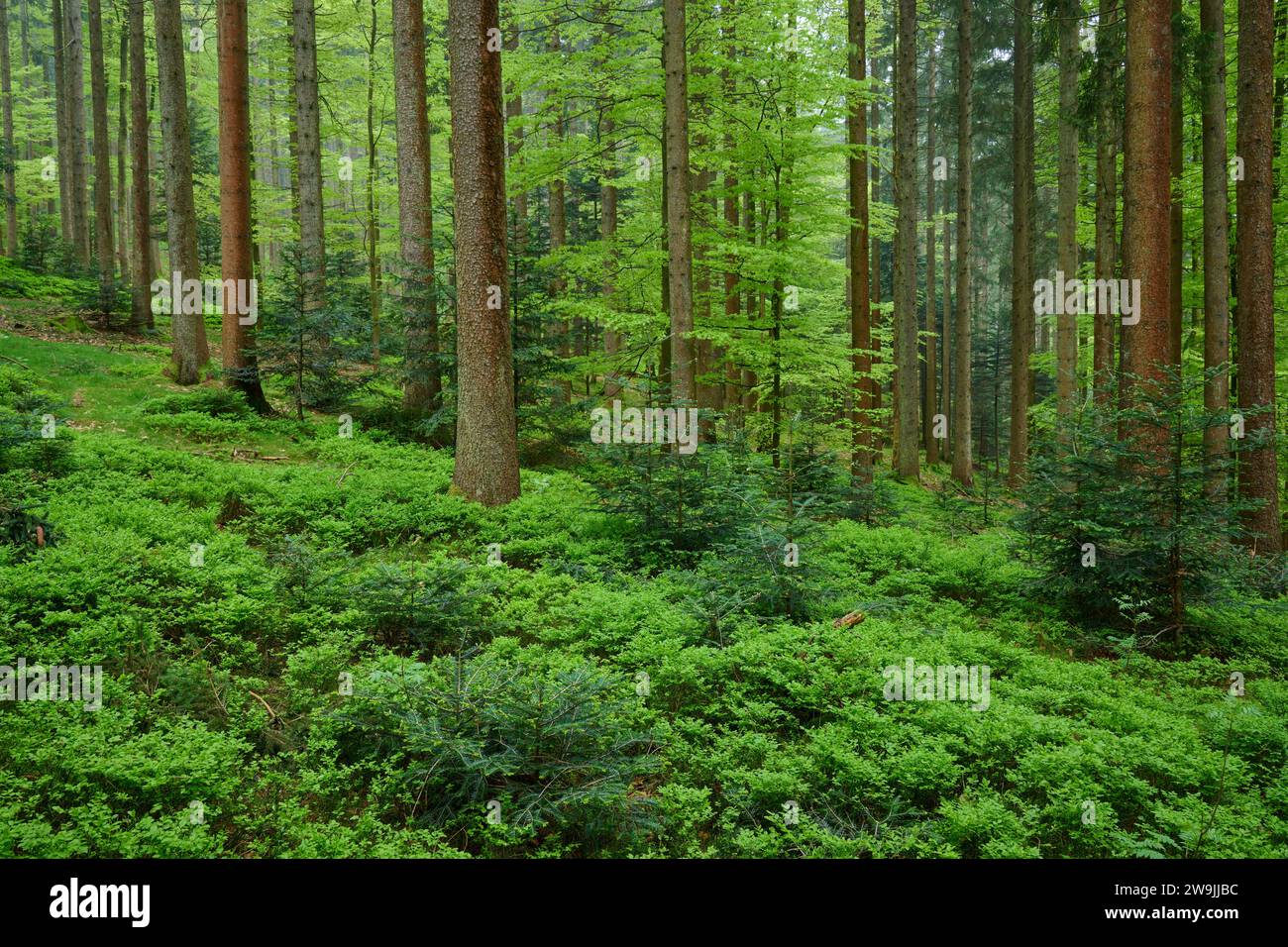 Forêt dense avec de grands arbres et un tapis de plantes de myrtilles vertes sur le sol de la forêt, printemps, Menzingen, Préalpes, Zoug, canton de Zoug, Suisse Banque D'Images