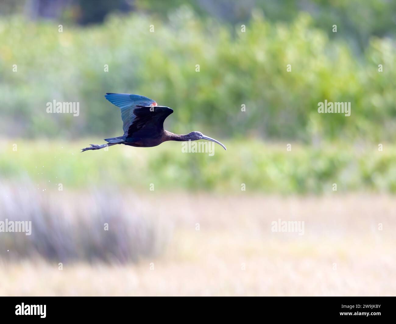 Brillant ibis en vol plumage hivernal Banque D'Images