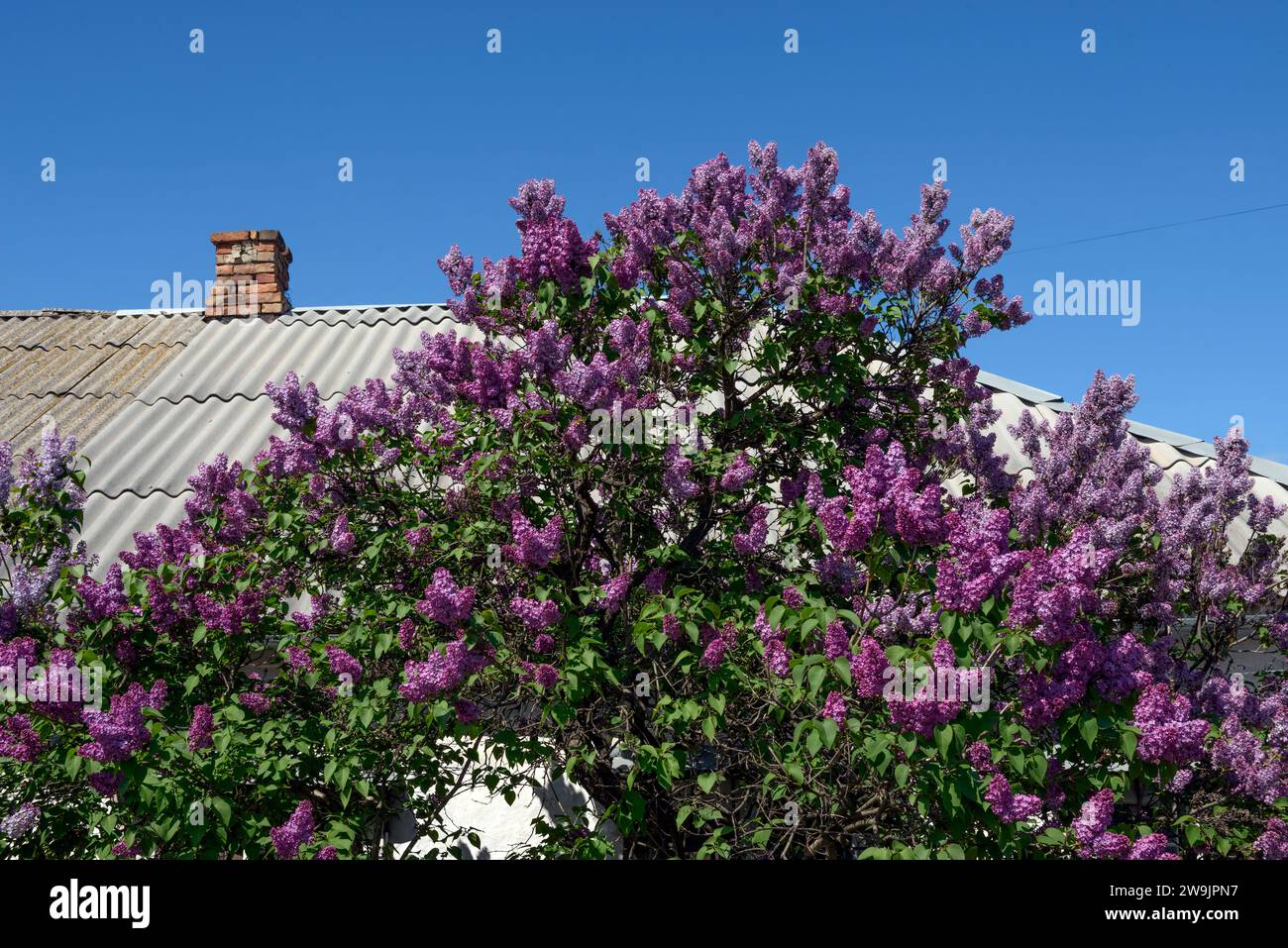 Gros plan du buisson lilas commun fleuri avec de nombreuses panicules sur fond de toit de feuille d'amiante-ciment de vague. Banque D'Images