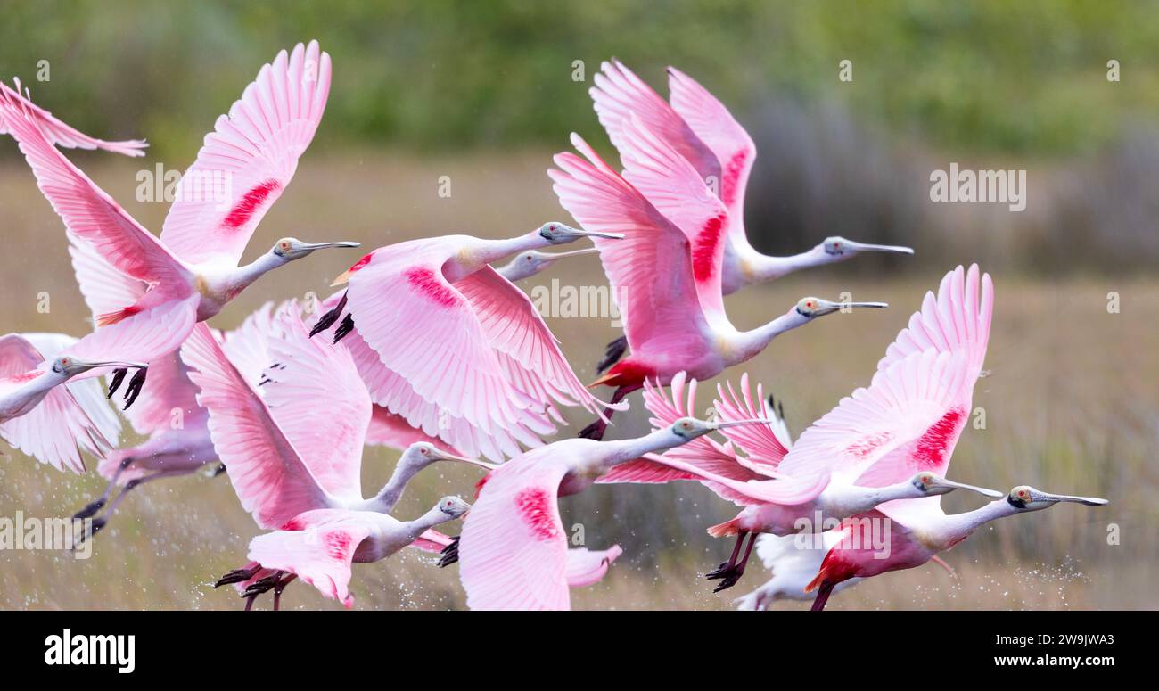 Roseate Spoonbills Flock prend son envol Banque D'Images