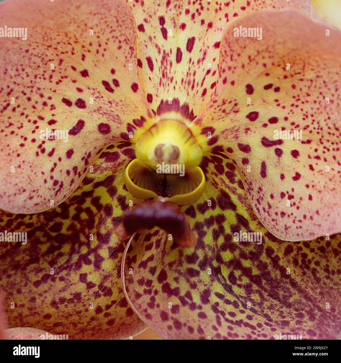 Orchid Banque D'Images