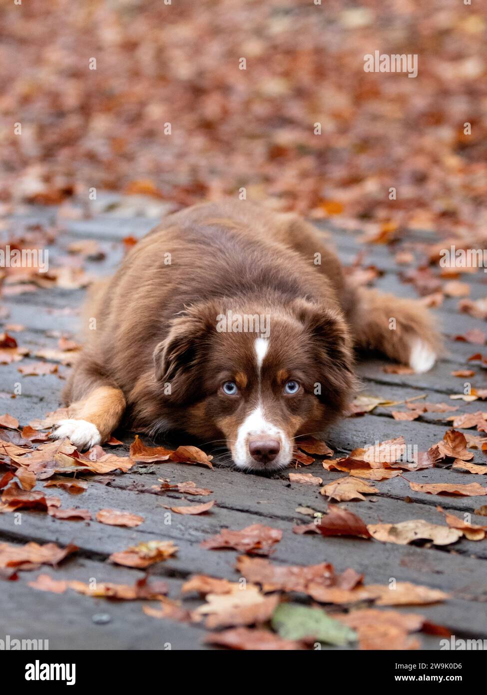 Chien brun entre les feuilles d'automne Banque D'Images