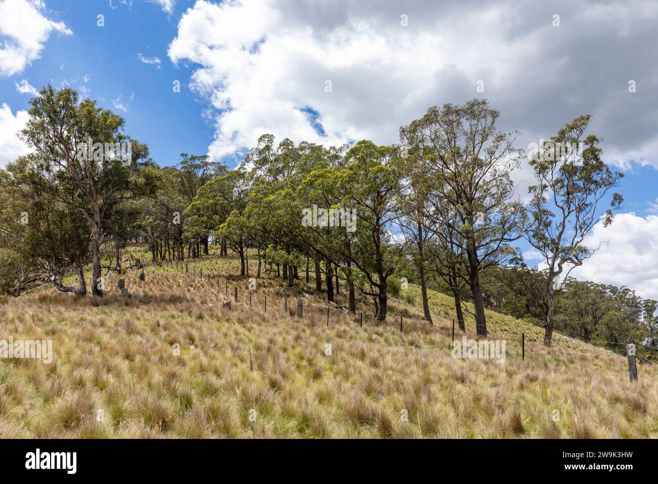 Campagne Australie, paysage rural dans le centre ouest de la Nouvelle-Galles du Sud sur un jour d'été, Australie Banque D'Images