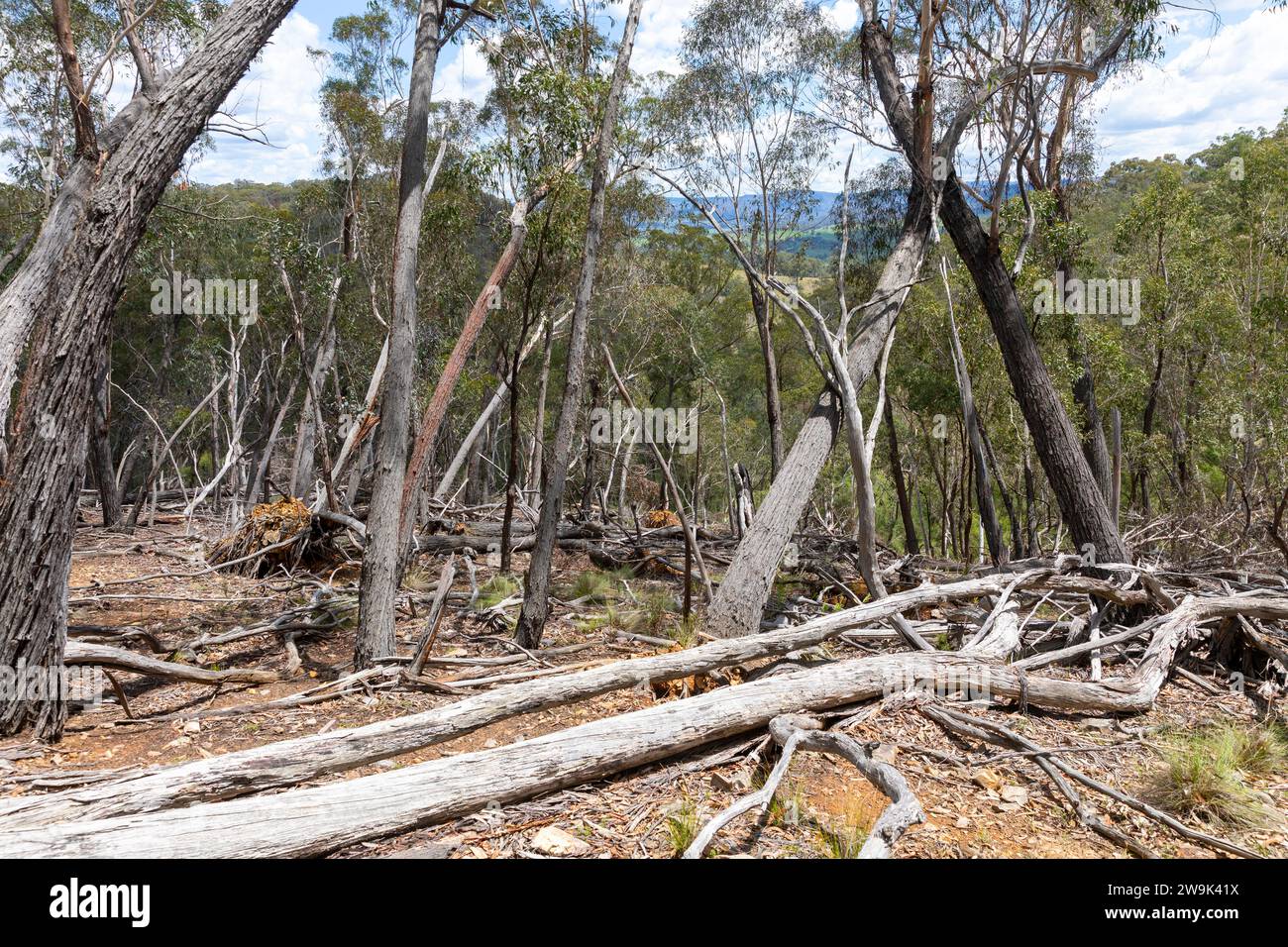Buisson australien tombé des gommiers dans le paysage près des Blue Mountains, Nouvelle-Galles du Sud, Australie Banque D'Images