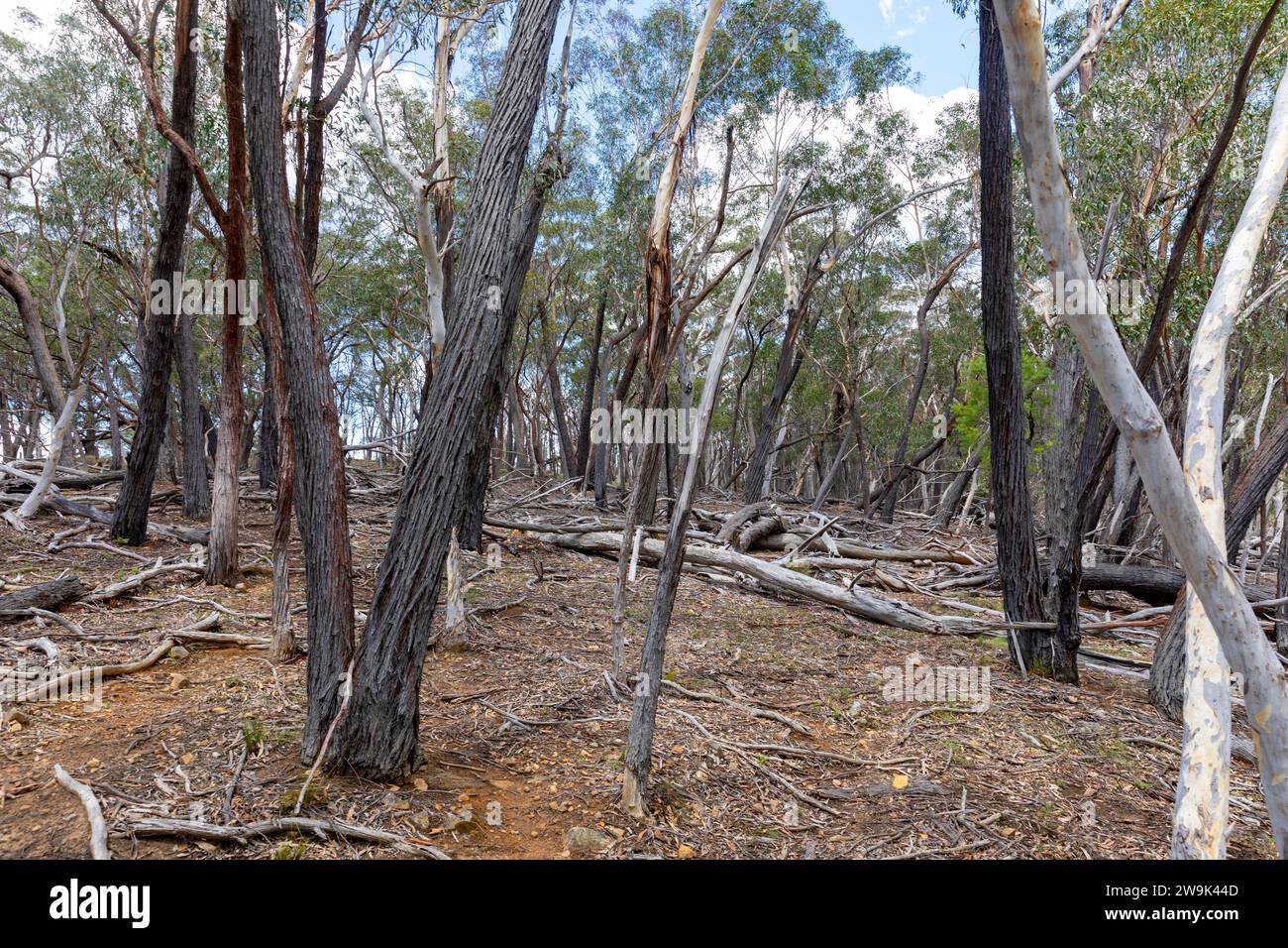 Buisson australien tombé des gommiers dans le paysage près des Blue Mountains, Nouvelle-Galles du Sud, Australie Banque D'Images