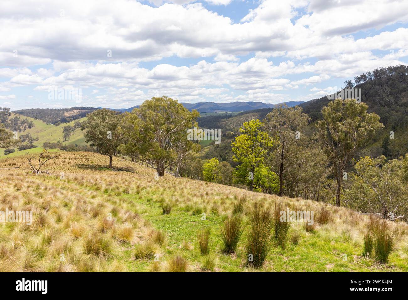 Paysage naturel de brousse australien dans le centre-ouest de la Nouvelle-Galles du Sud, Australie, été 2023 Banque D'Images