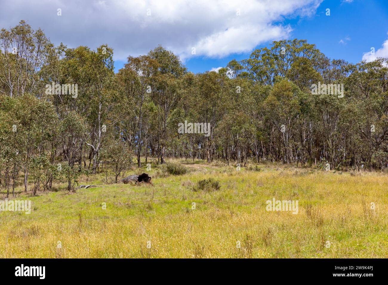 Campagne Australie, paysage rural dans le centre ouest de la Nouvelle-Galles du Sud sur un jour d'été, Australie Banque D'Images