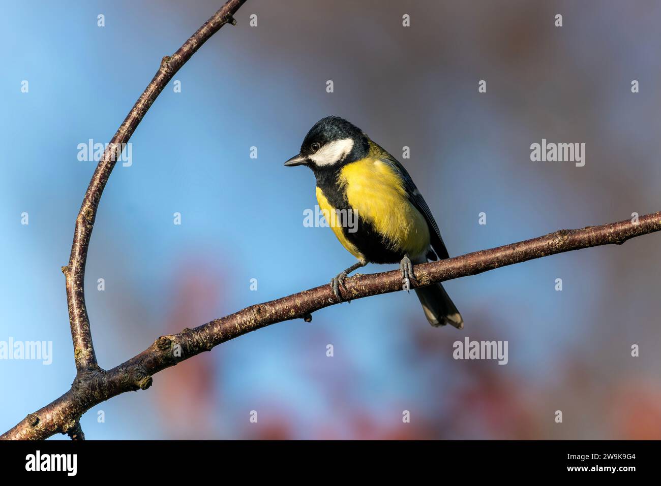 Grand tit (Parus Major) oiseau perché sur une branche d'arbre de jardin qui est un petit jardin songbird trouvé au Royaume-Uni et en Europe, image photo stock Banque D'Images