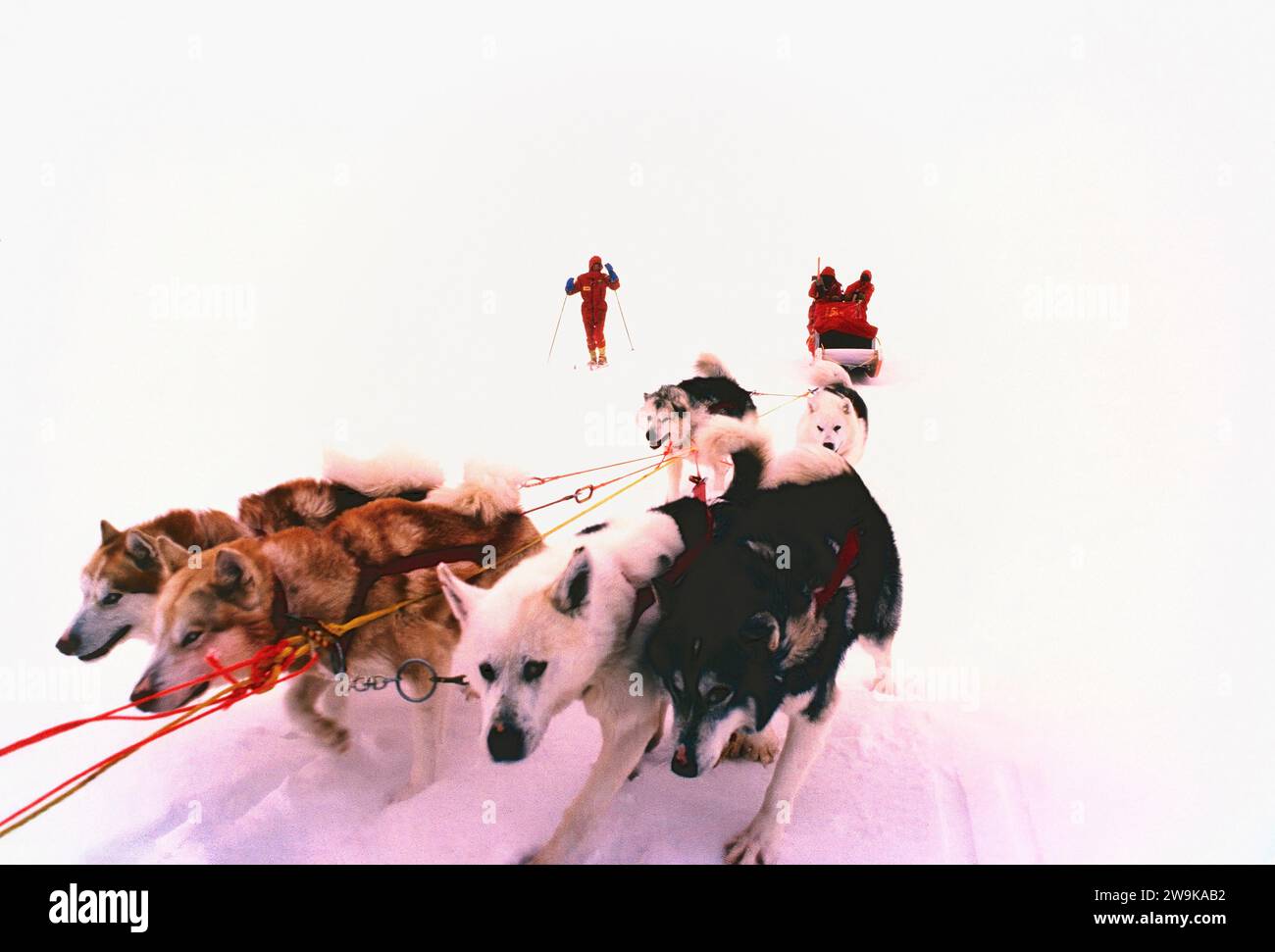 Équipe de traîneaux à chiens et musher s'entraînant dans des conditions hivernales difficiles pour une expédition sans soutien au pôle Nord. Banque D'Images Équipe de traîneaux à chiens et musher s'entraînant dans des conditions hivernales difficiles pour une expédition sans soutien au pôle Nord. Banque D'Images