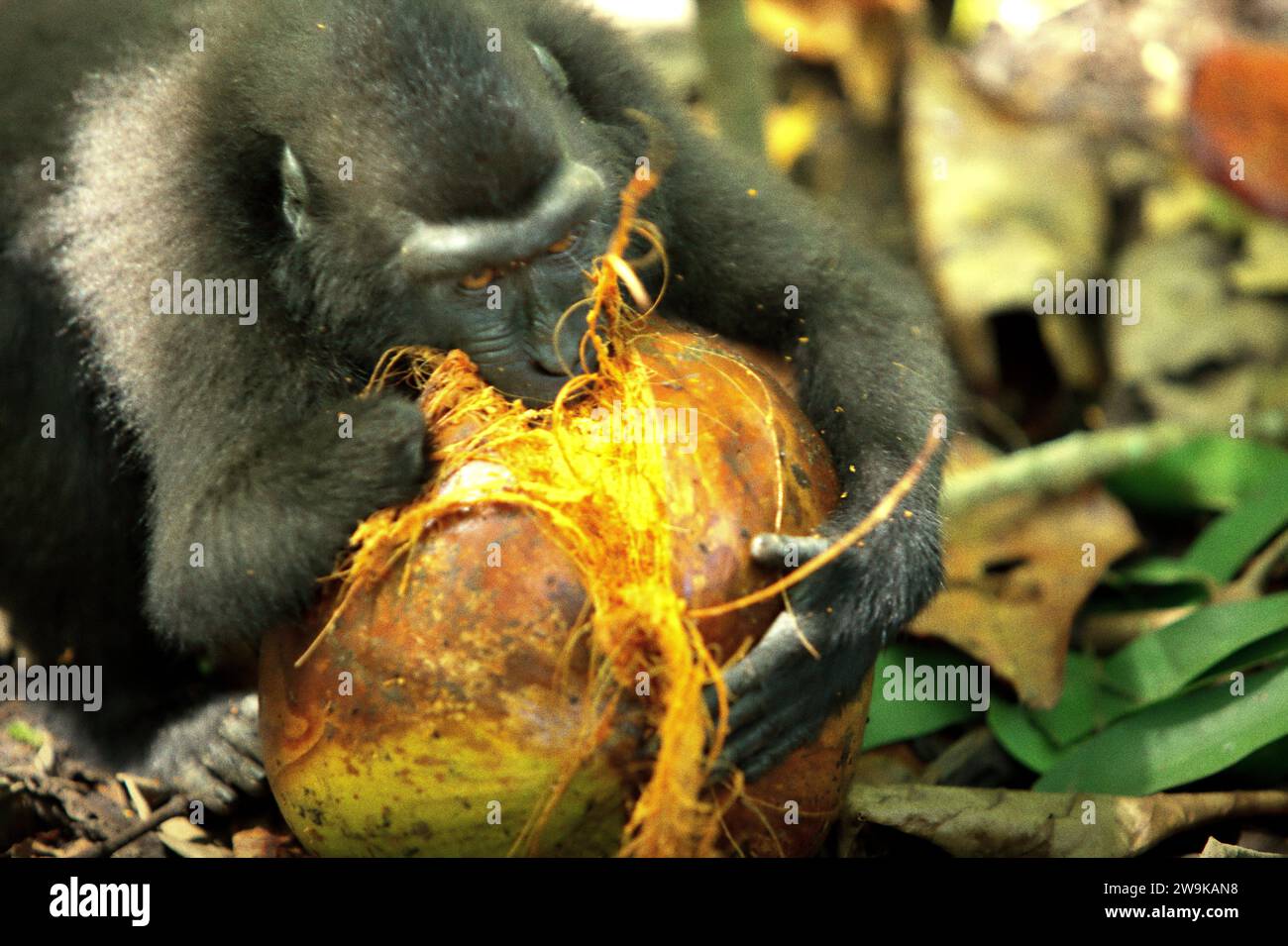 Un macaque à crête de Sulawesi (Macaca nigra), perdu sa main droite à cause d'un piège à braconnier, tente d'ouvrir un fruit de noix de coco en le mordant, sur le sol de la forêt des basses terres de Tangkoko dans le nord de Sulawesi, en Indonésie. L'Union internationale pour la conservation de la nature (UICN) conclut que la hausse des températures a entraîné, entre autres, des changements écologiques, comportementaux et physiologiques dans les espèces sauvages et la biodiversité. "En plus de l'augmentation des taux de maladies et de la dégradation des habitats, le changement climatique provoque également des changements dans les espèces elles-mêmes, ce qui menace leur survie", ont-ils écrit dans... Banque D'Images