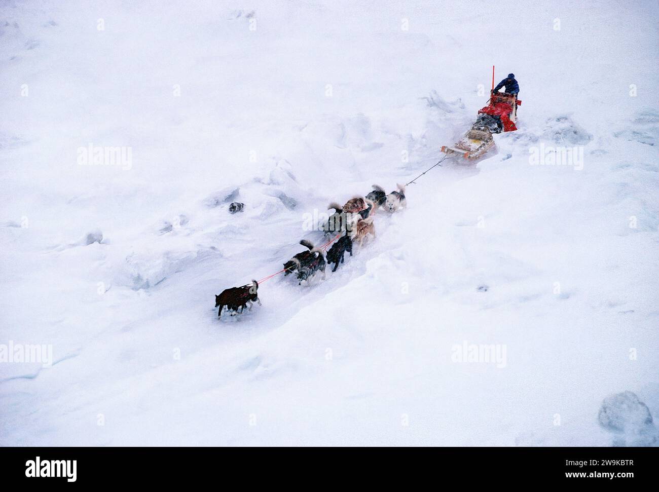 Équipe de traîneaux à chiens et musher s'entraînant dans des conditions hivernales difficiles pour une expédition sans soutien au pôle Nord. Banque D'Images Équipe de traîneaux à chiens et musher s'entraînant dans des conditions hivernales difficiles pour une expédition sans soutien au pôle Nord. Banque D'Images