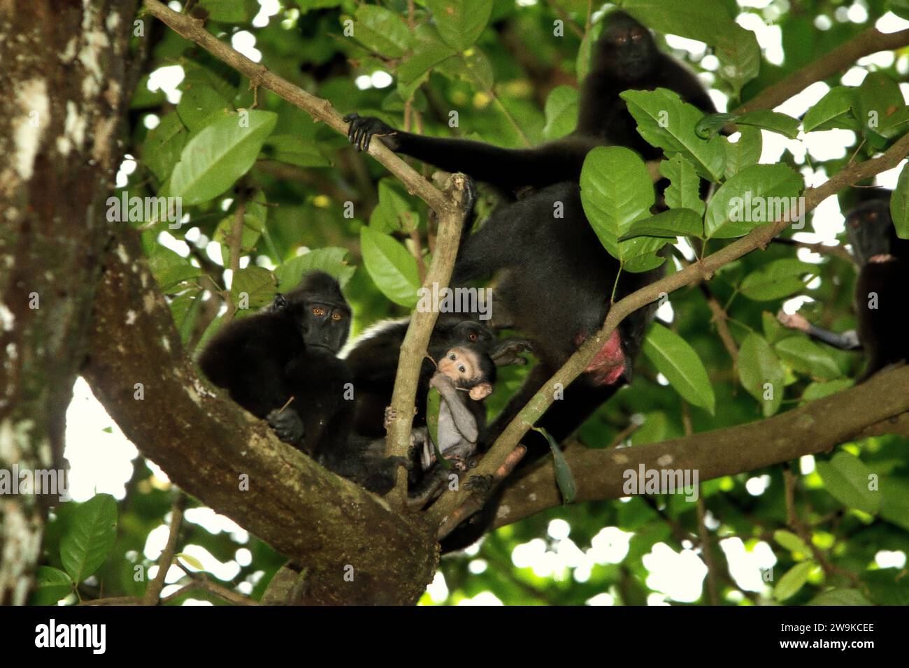 Un groupe de macaques à crête (Macaca nigra) est photographié alors qu'ils font une pause de recherche de nourriture sur un arbre dans la forêt de Tangkoko, Sulawesi du Nord, en Indonésie. L'Union internationale pour la conservation de la nature (UICN) conclut que la hausse des températures a entraîné, entre autres, des changements écologiques, comportementaux et physiologiques dans les espèces sauvages et la biodiversité. « En plus de l'augmentation des taux de maladies et de la dégradation des habitats, le changement climatique provoque également des changements dans les espèces elles-mêmes, ce qui menace leur survie », ont-ils écrit dans une publication du 19 décembre 2023 sur IUCN.org. Banque D'Images