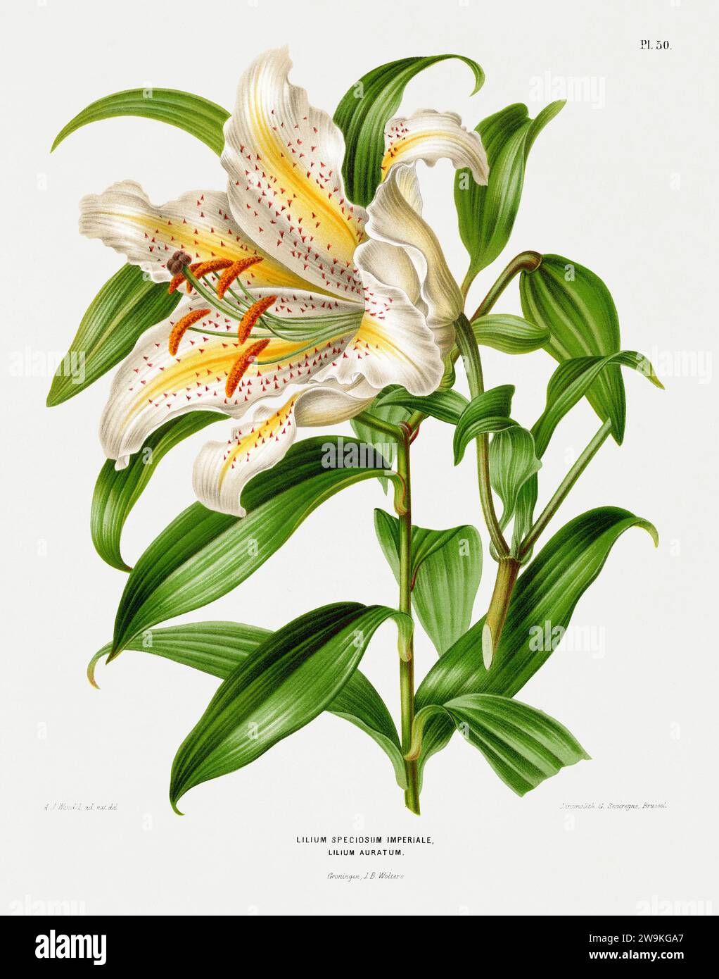 Illustration de fleur vintage. Illustration de livre botanique néerlandais. Circa 1880 Banque D'Images
