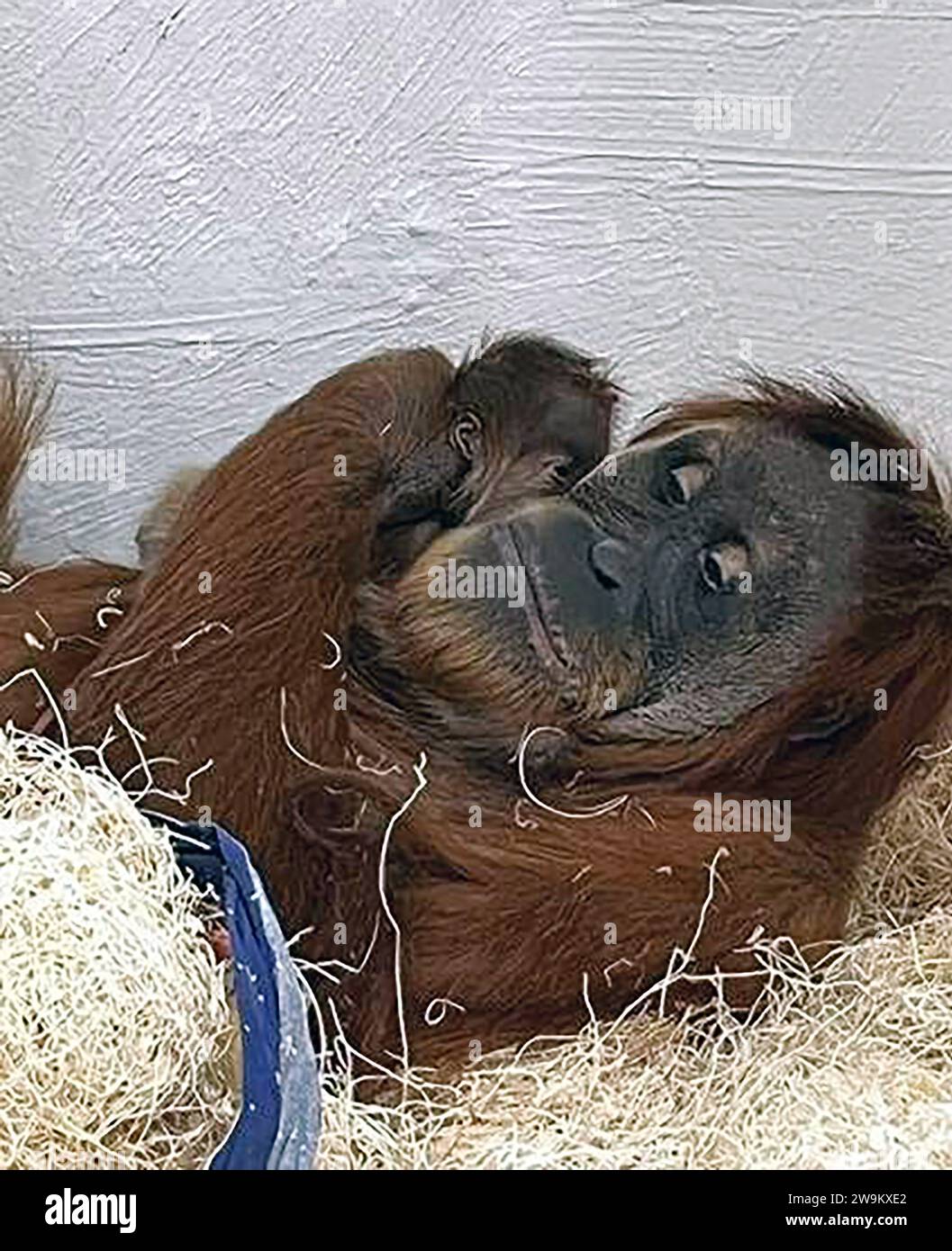 St. Louis, États-Unis. 28 décembre 2023. Rubih, un orang-outan de Sumatra de 19 ans, tient son premier bébé au zoo de Saint Louis à St. Louis le vendredi 22 décembre 2023. Il s'agit de la première naissance d'orangs-outans au zoo en neuf ans et d'un ajout important à la population d'orangs-outans de Sumatra en danger critique d'extinction. Photo de Saint Louis Zoo/UPI crédit : UPI/Alamy Live News Banque D'Images