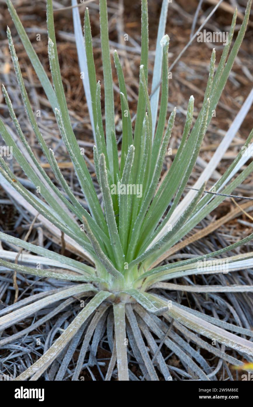 Mot d'argent (Argyroxiphium sandwicense) au Mauna Loa Loa Lookout, parc national des volcans d'Hawaï, Hawaï Banque D'Images