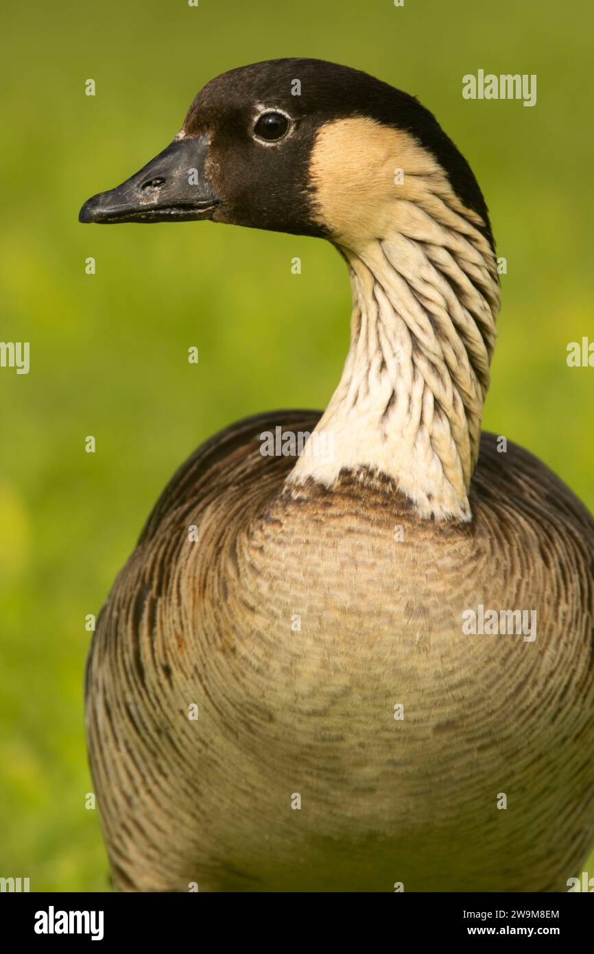 Nene (Branta sandvicensis), Parc national des volcans d'Hawaï, Hawaï Banque D'Images