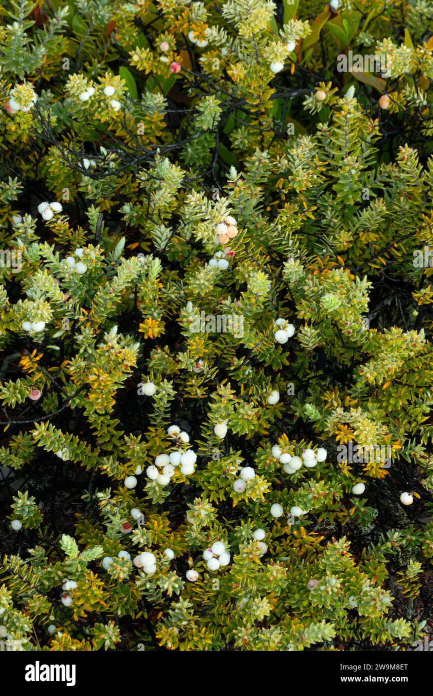 Baies de Pukiawe (Leptecophylla tameiameiae) le long de Crater Rim Trail à Kilauea Overlook, parc national des volcans d'Hawaï, Hawaï Banque D'Images