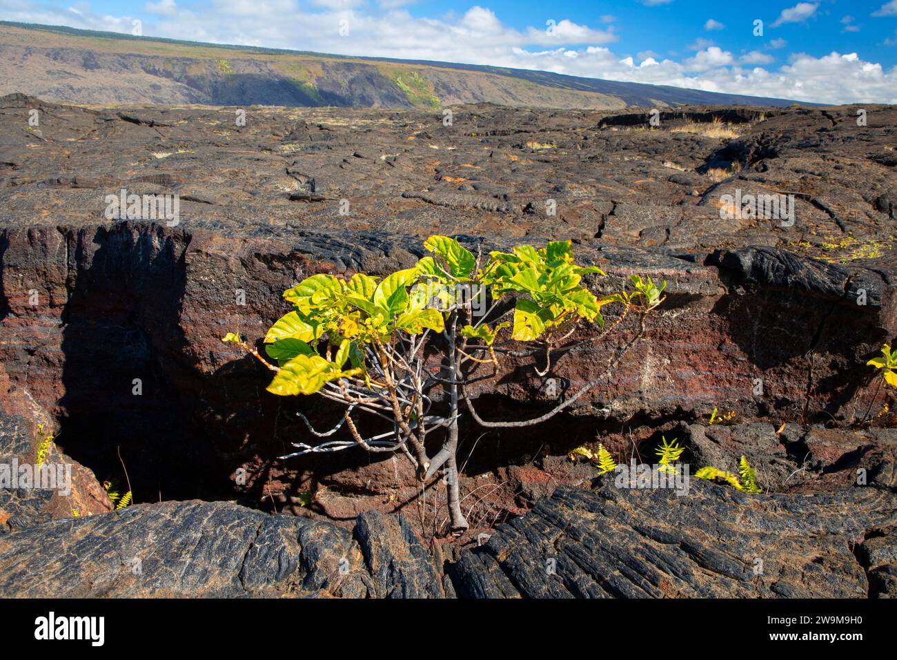 Mûrier indien (Morinda citrifolia) sur la côte de Puna, parc national des volcans d'Hawaï, Hawaï Banque D'Images