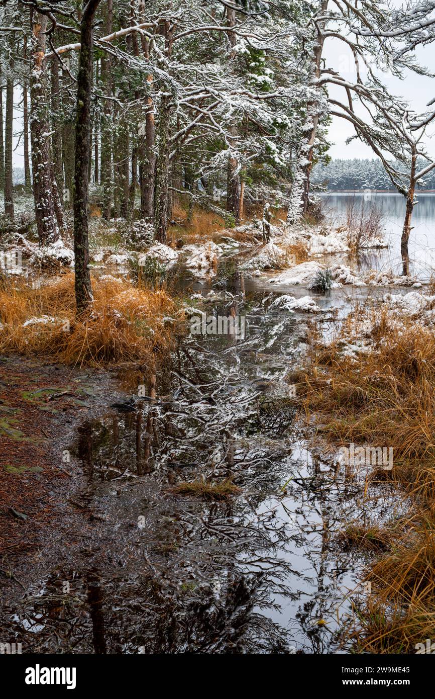 Pins et herbe le long des eaux bordent dans la neige. Loch Mallachie, Highlands, Écosse Banque D'Images