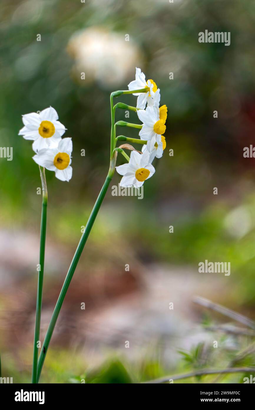 Floraison printanière des jonquilles sauvages de la forêt. Les fleurs de tazetta de Narcissus blanches et jaunes se rapprochent sur un fond flou Banque D'Images